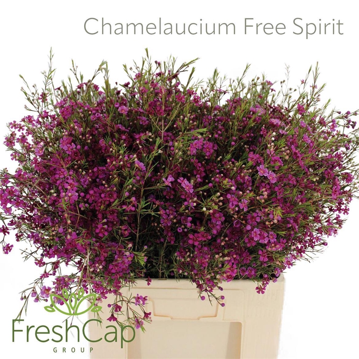 <h4>Chamelaucium Free Spirit</h4>
