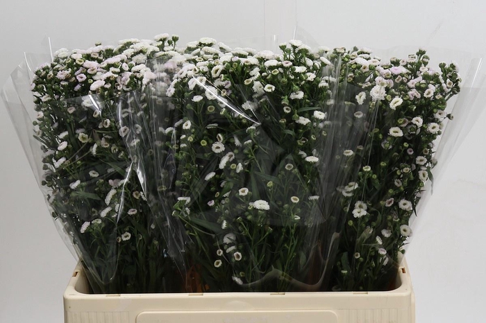 <h4>AST WHITE GYPSY</h4>