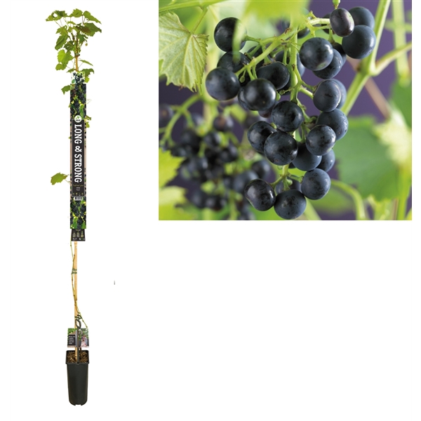 <h4>Vitis 'Regent' +Long & strong label</h4>