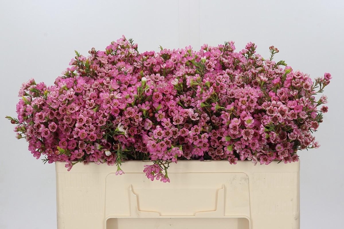 <h4>Chamelaucium Sarah's Delight</h4>