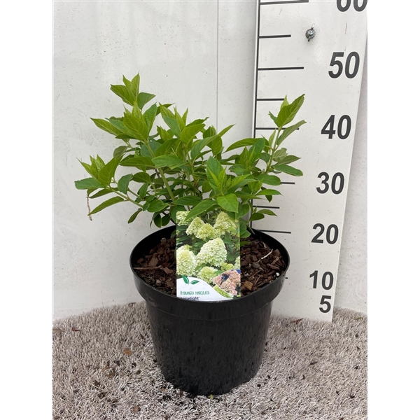 <h4>Hydrangea pan. Limelight 50-60 P26</h4>