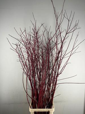 Cornus Alba Sibirica Rd Vert.