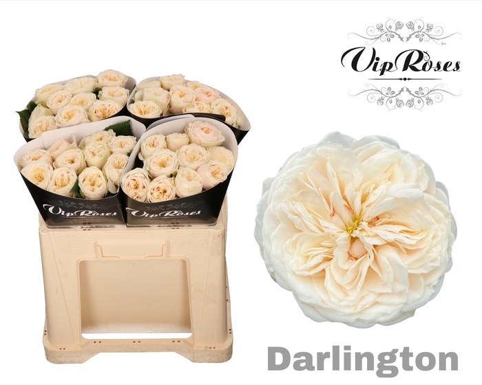 <h4>R GR DARLINGTON</h4>