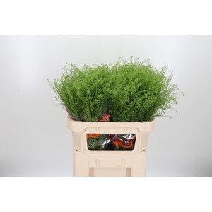 Lepidium Green Bell