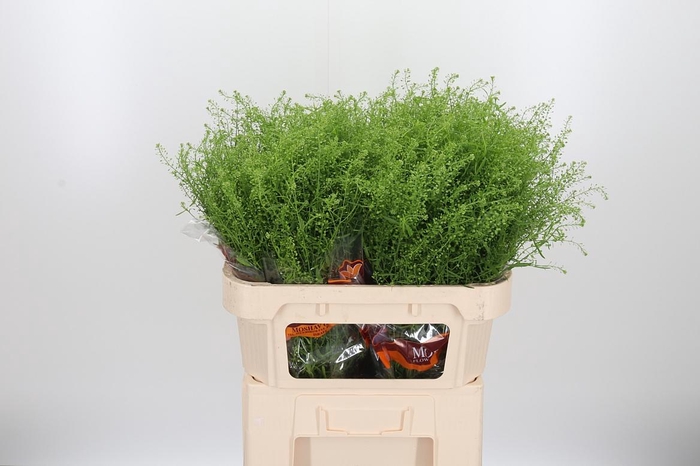 <h4>Lepidium Green Bell</h4>