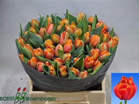 <h4>Tu Du Terminator</h4>