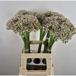 ALLIUM NIGRUM