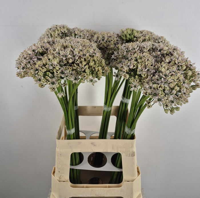 <h4>ALLIUM NIGRUM</h4>