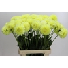 Dahlia (Decorative Grp) 'Banana Baby'