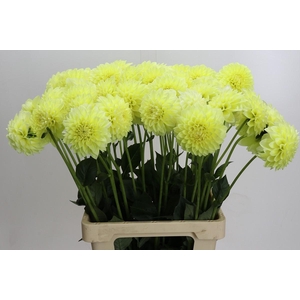 Dahlia (Decorative Grp) 'Banana Baby'