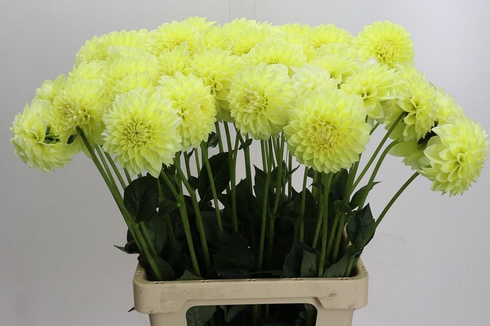 Dahlia (Decorative Grp) 'Banana Baby'