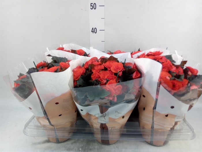<h4>Begonia elat. DU 'Mocca Orange'</h4>