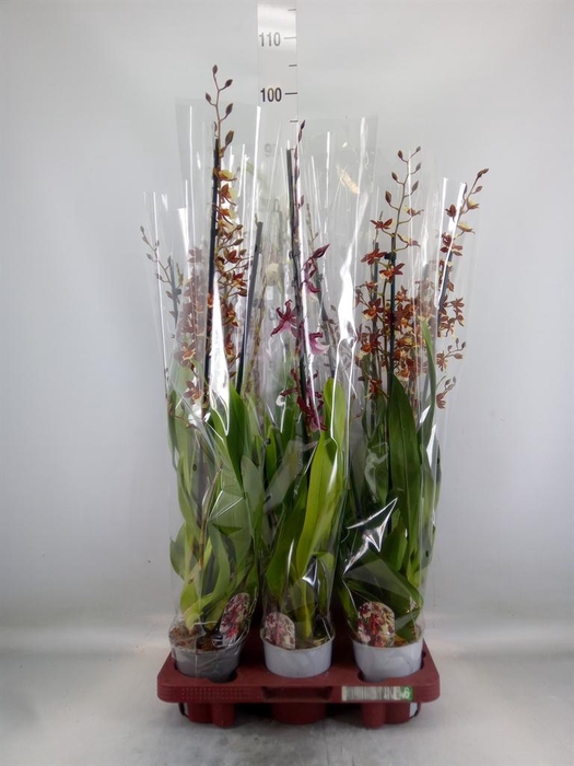 <h4>Cambria   ...mix</h4>