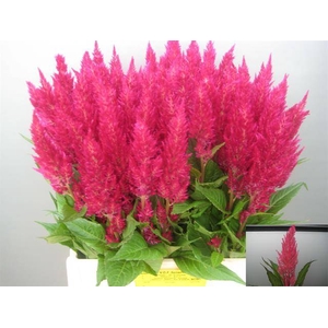 Cel P Royal Pink