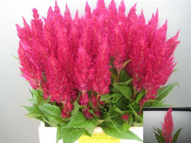 <h4>Cel P Royal Pink</h4>