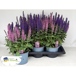 SALVIA NE CG MIDNIGH
