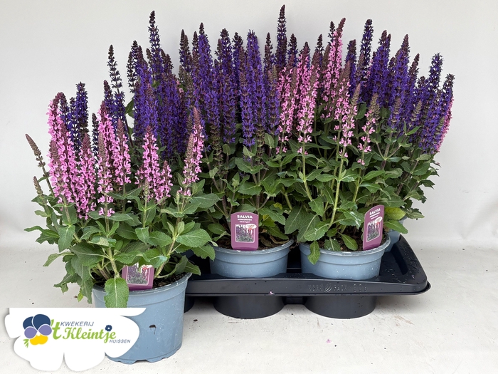 <h4>SALVIA NE CG MIDNIGH</h4>