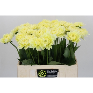 Dahlia Hilda Special