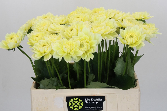 <h4>Dahlia Hilda Special</h4>