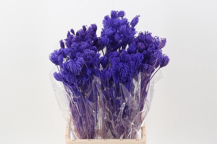 <h4>Fennel Purple Xl</h4>