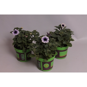 Petunia surfinia Blue Vein