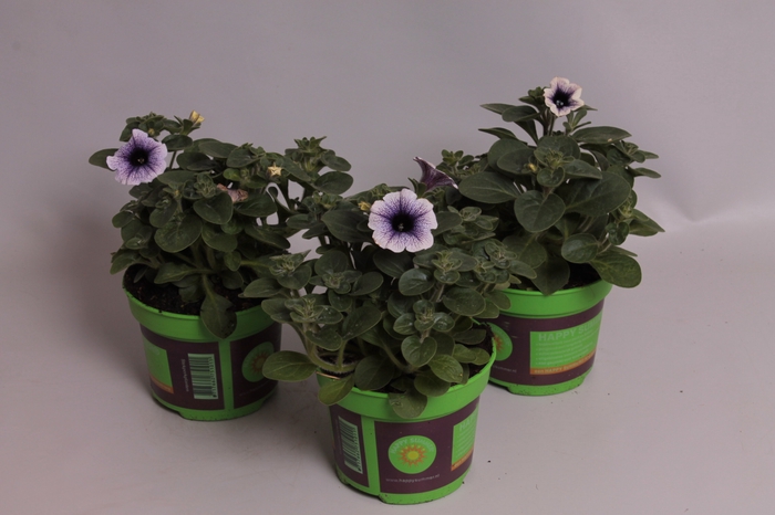 <h4>Petunia surfinia Blue Vein</h4>