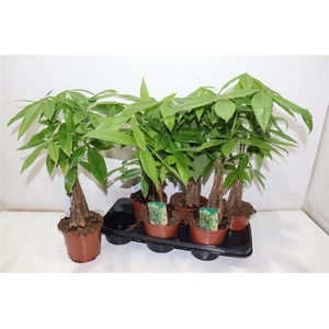 Pachira Aquatica