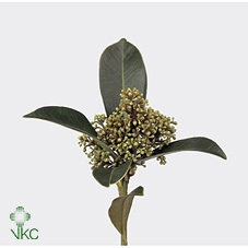 Skimmia Confusa Kew Gre