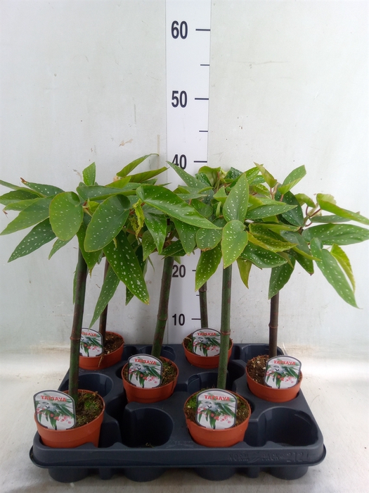 <h4>Begonia  'Tamaya'</h4>
