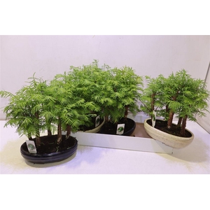 Bonsai Ov In Keramiek