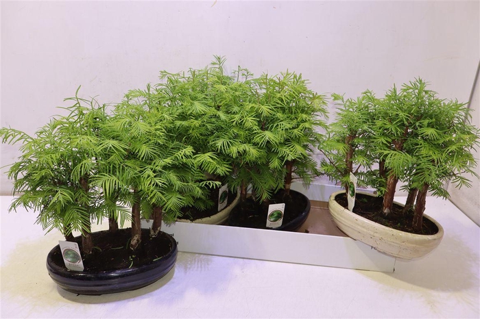 <h4>Bonsai Ov In Keramiek</h4>