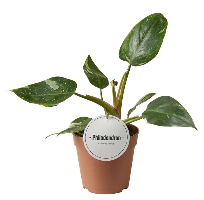 <h4>Philodendron White Princess B Grade</h4>