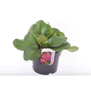 Bergenia cordifolia Eroica