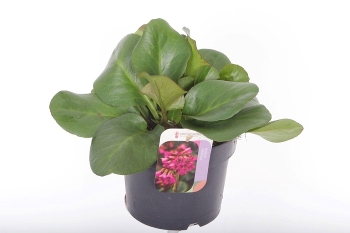 <h4>Bergenia cordifolia Eroica</h4>