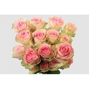 Rosa ec esperance