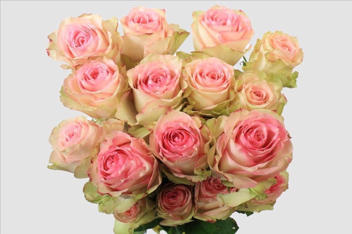 <h4>Rosa ec esperance</h4>