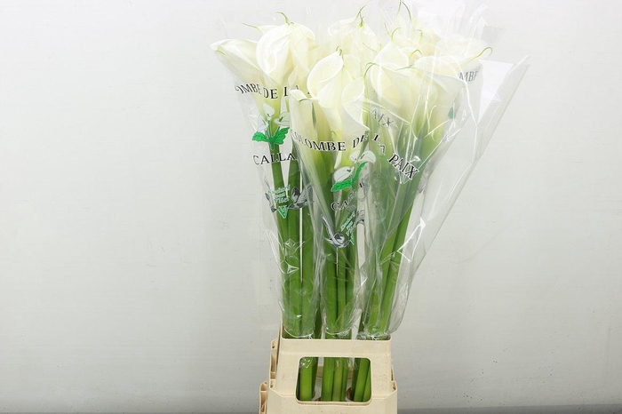 <h4>Zant Ae Colombe Paix</h4>