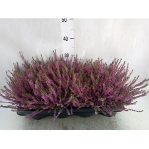 Calluna vulg. 'Marlies'