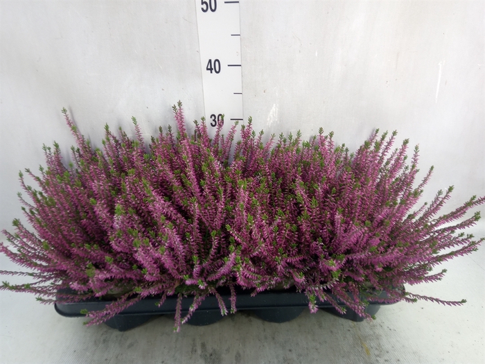 <h4>Calluna vulg. 'Marlies'</h4>