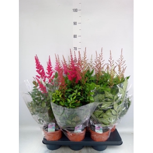 Astilbe   ...mix 4