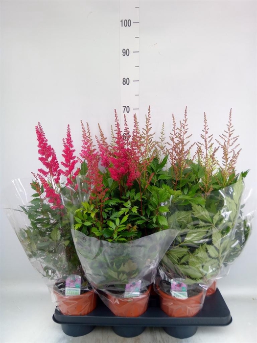 <h4>Astilbe ...mix 4</h4>