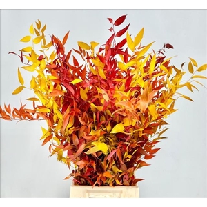 Ruscus Preserved Autumn