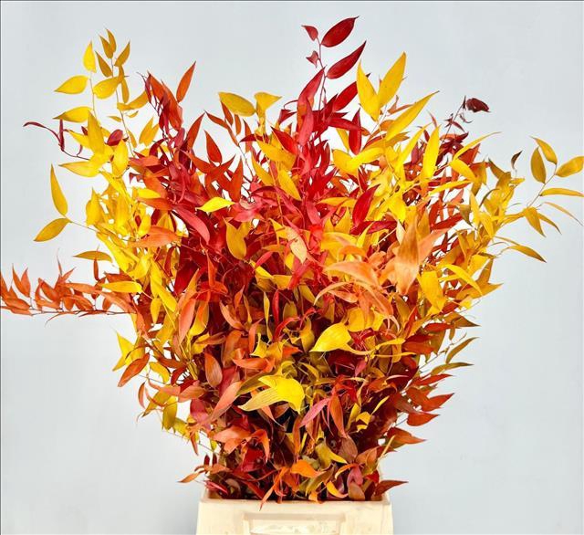 Ruscus Preserved Autumn