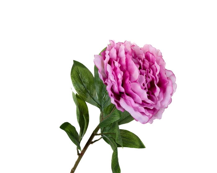 Paeonia Pink Extra