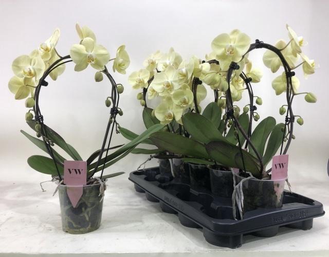 <h4>PHAL OV GEEL</h4>