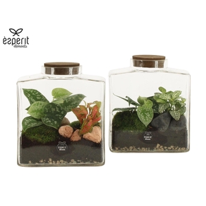 Arr.   Planten L%