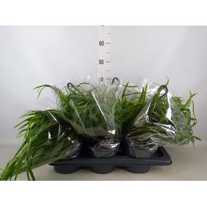 Lepismium bolivianum
