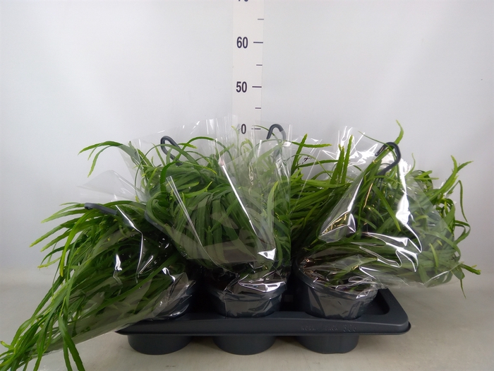<h4>Lepismium bolivianum</h4>