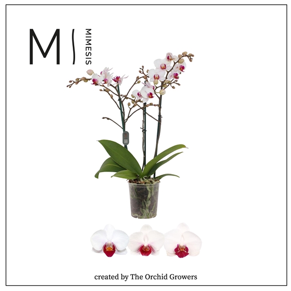 <h4>Mimesis Phal. Multi Red Lip - 3 spike 12cm</h4>