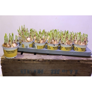 arr8 Narc O Tete A Tete